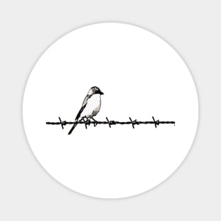 Minimalist Bird On Barbed Wire Black and White Illustration Magnet